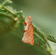 Glyphidoptera insignana