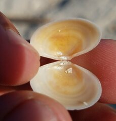 Semele proficua