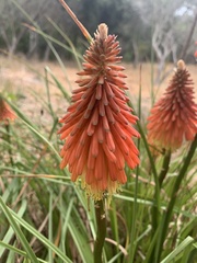 Kniphofia uvaria