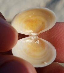 Semele proficua