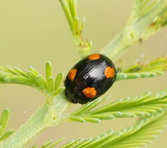 Peltoschema tetraspilotum