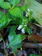 Rungia chinensis