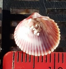 Cardiidae