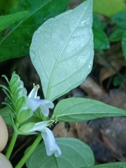 Rungia chinensis