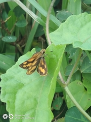 Taractrocera luzonensis