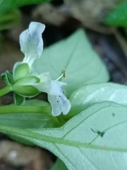 Rungia chinensis