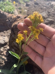 Solidago multiradiata
