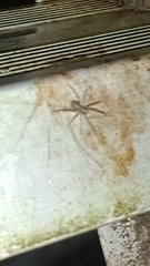 Acanthoctenus