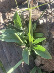 Solidago multiradiata