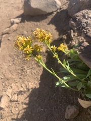 Solidago multiradiata