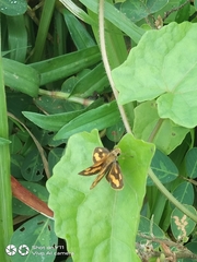 Taractrocera luzonensis