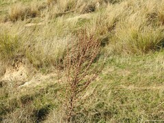 Verbascum pulverulentum