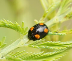 Peltoschema tetraspilotum