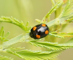 Peltoschema tetraspilotum