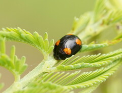 Peltoschema tetraspilotum