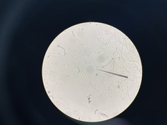 Dacrymyces chrysospermus