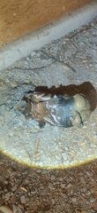Pisolithus tinctorius