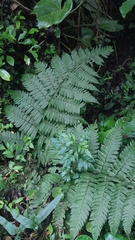 Macrothelypteris torresiana