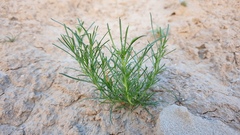 Oligomeris linifolia