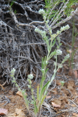 Cryptantha echinella