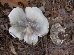 Tricholoma pullum