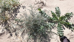 Astragalus insularis harwoodii