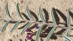 Astragalus insularis harwoodii