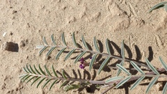 Astragalus insularis harwoodii