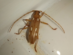 Eburodacrys truncata