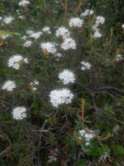 Papilio machaon aliaska