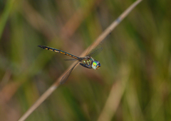 Hemicordulia continentalis