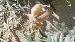 Astragalus insularis harwoodii