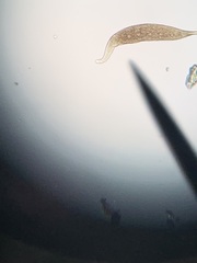 Dileptidae