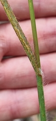 Bromus