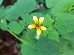 Calyptocarpus vialis image