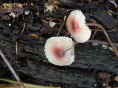 Mycena haematopus