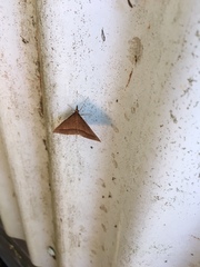 Epidesmia chilonaria