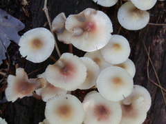 Mycena haematopus