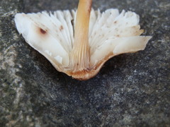 Mycena haematopus