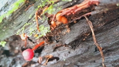 Cruentomycena viscidocruenta