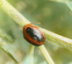 Dicranosterna immaculata