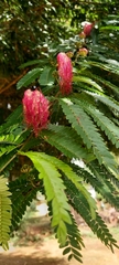 Calliandra selloi