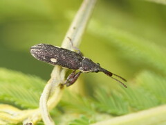 Rhinotia bimaculata