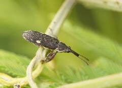 Rhinotia bimaculata