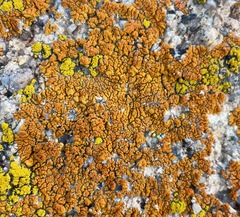 Acarosporaceae