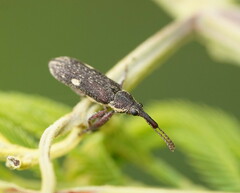 Rhinotia bimaculata