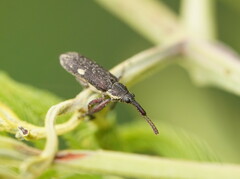 Rhinotia bimaculata
