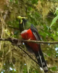 Trogon personatus