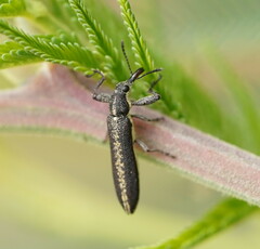 Rhinotia