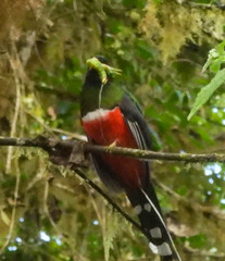Trogon personatus